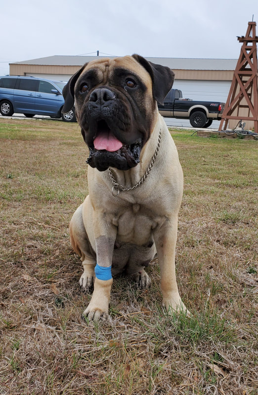 Jenkins sales family bullmastiffs