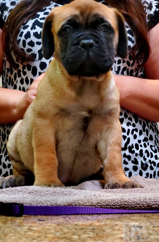 Bullmastiff puppies fashion for olx