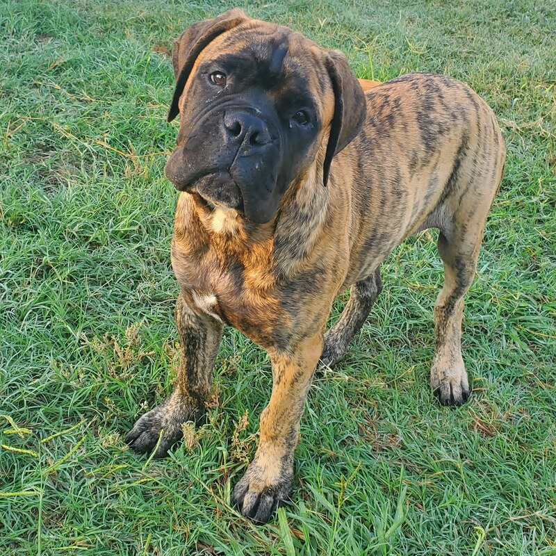 Jenkins Family Bullmastiffs Stud Dogs, in Austin Texas and Westminster ...